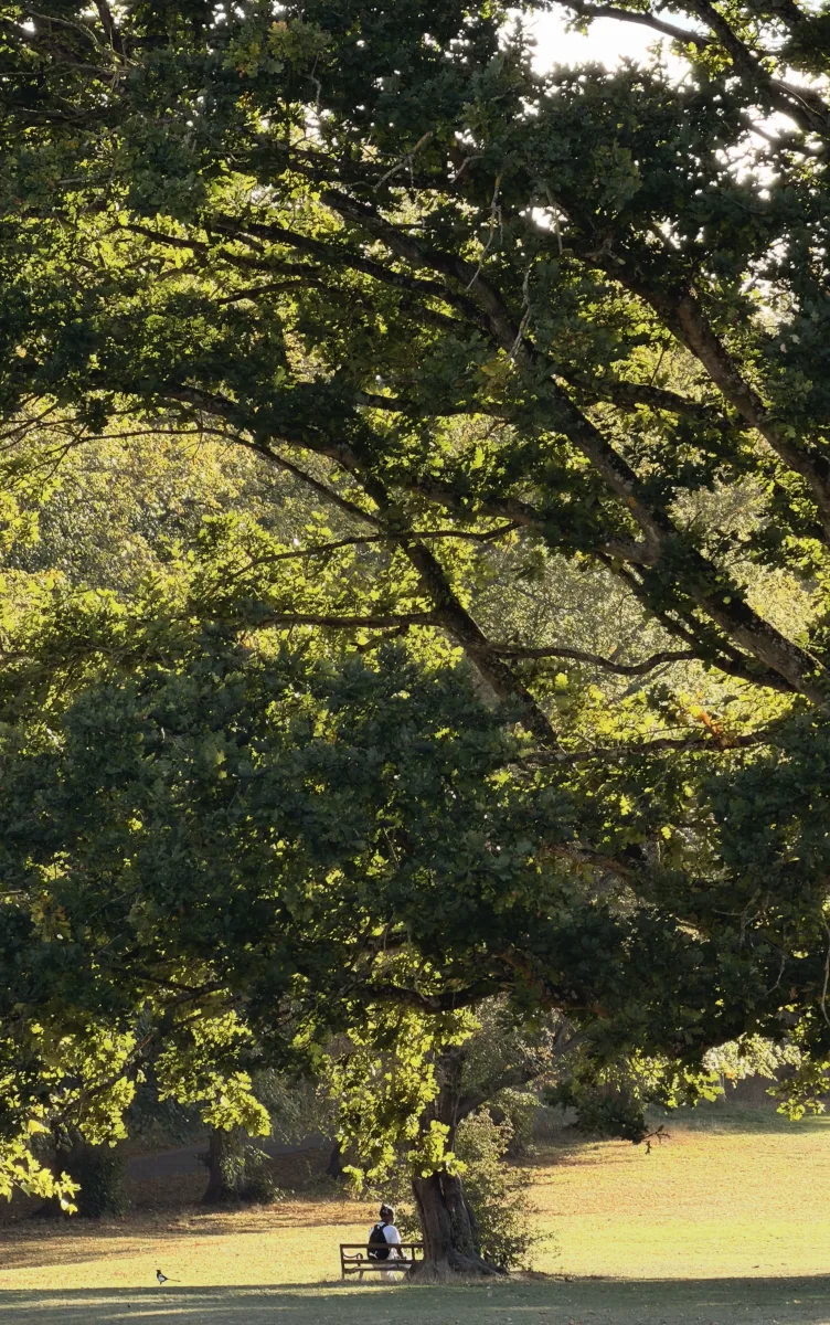 An oak tree in a park, framed in white as a story, with the caption day 12, london
